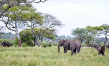 3 Days Camping Safari