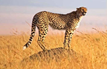 4 Days Camping Safari