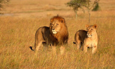 5 Days Camping Safari