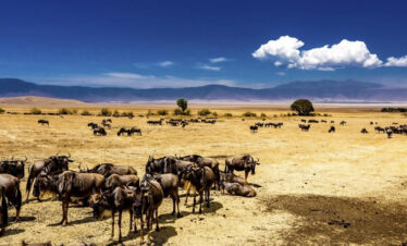 4 Days Tanzania Lodge Safari